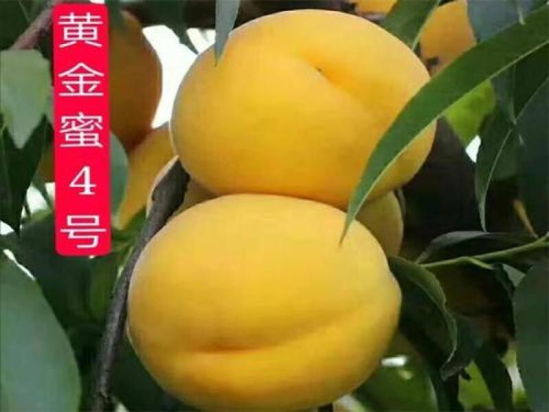 夏甜水蜜桃树苗价格砂红桃苗油桃树占地苗