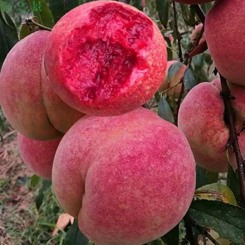 夏甜水蜜桃树苗价格砂红桃苗油桃树占地苗