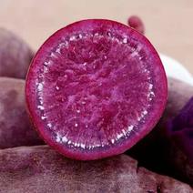 紫薯，紫罗兰红薯丘陵沙地，地窖储存，糖化发货