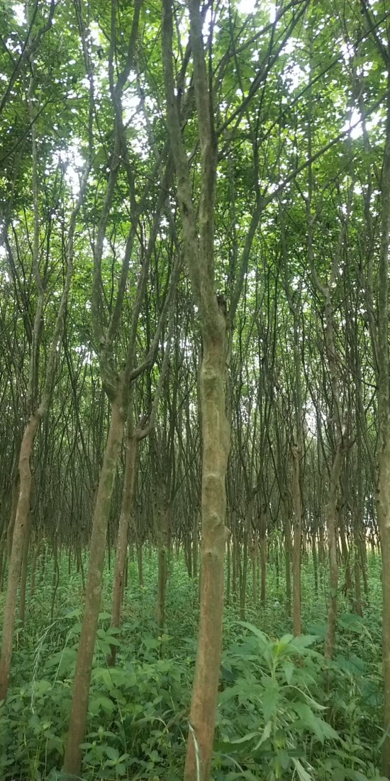 出售紫薇