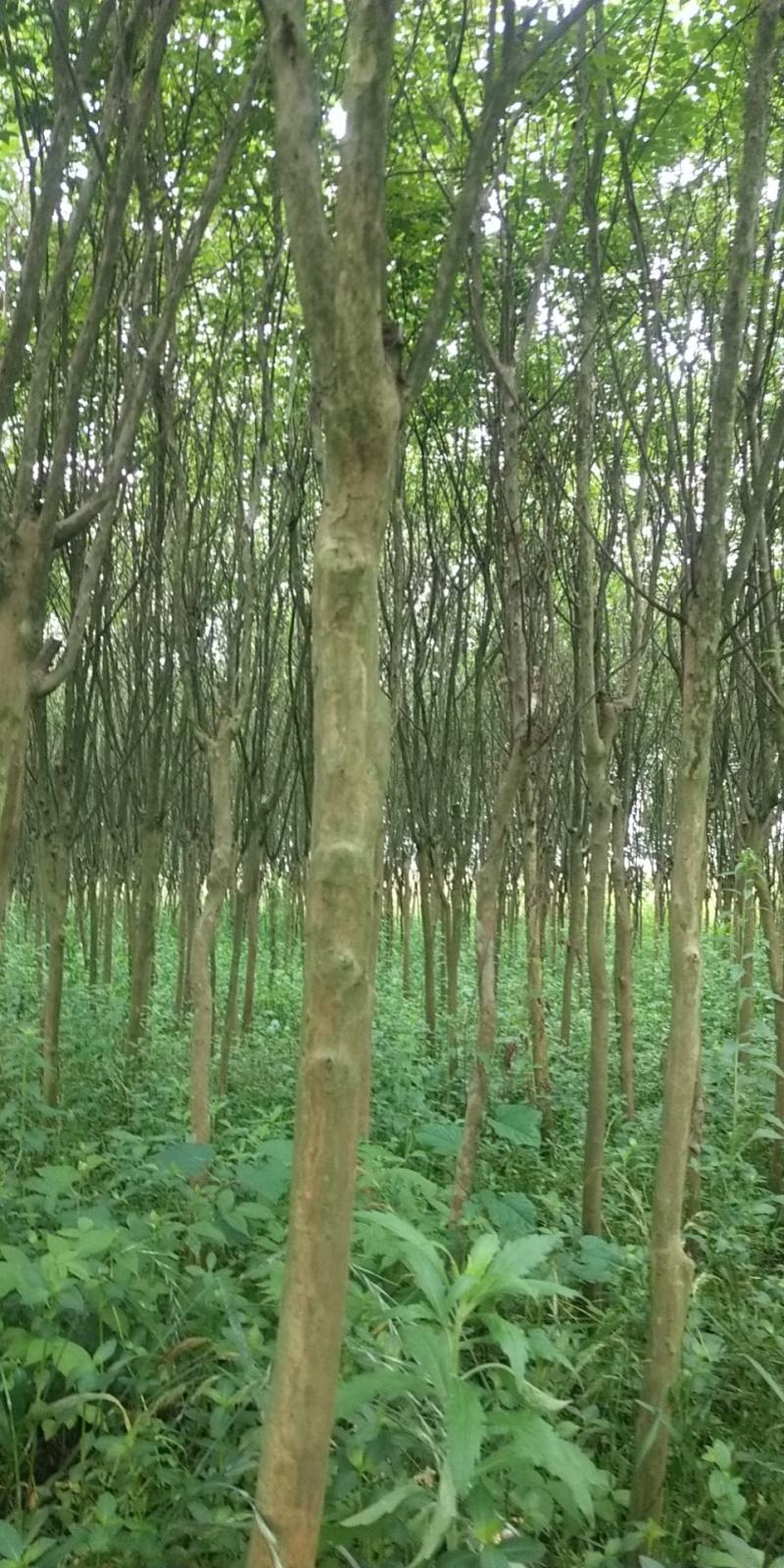 出售紫薇