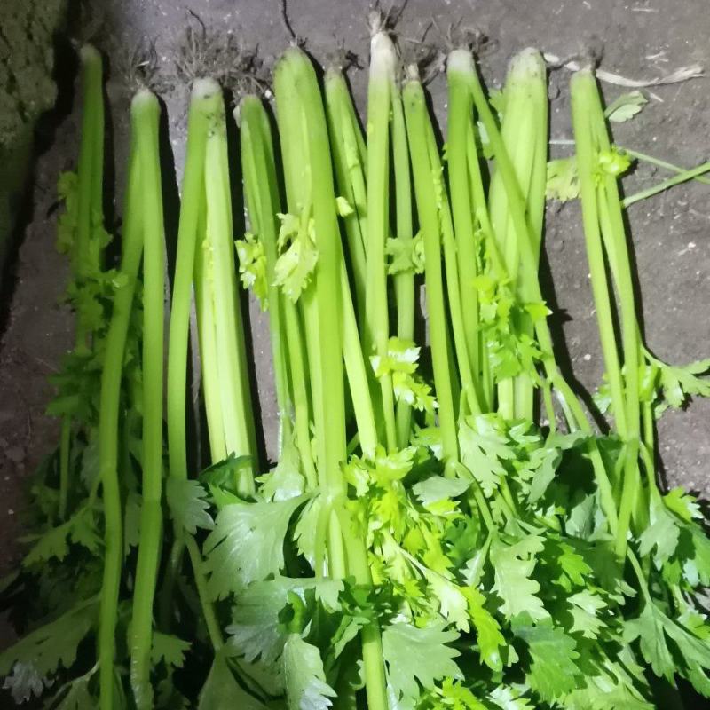 精品小西芹需要的老板请用官方电话提前订货