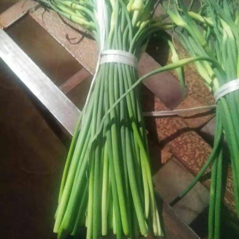 冷库蒜苔，白帽，红帽大量供应，精品货，支持全国代发，