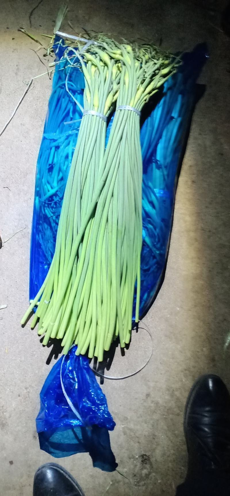 冷库蒜苔，白帽，红帽大量供应，精品货，支持全国代发，