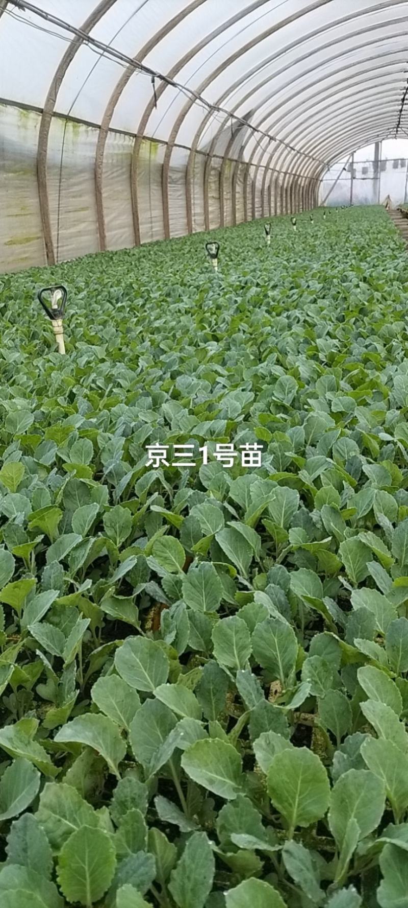 扁包（京丰一号），奥奇丽根系发达，成活率高，苗子清秀整齐