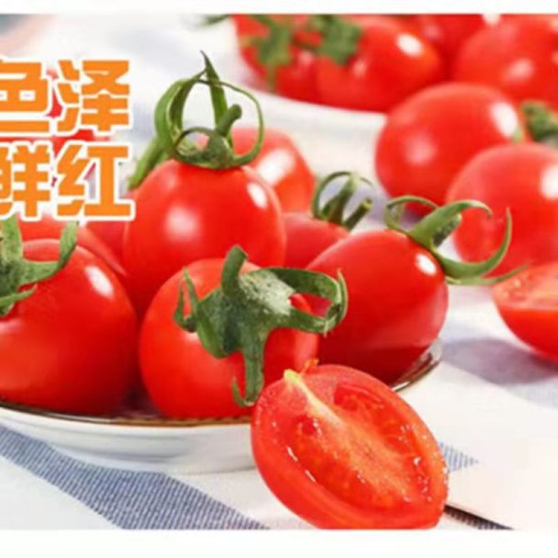 河北省衡水市阜城县漫河乡圣女果大量上市！欢迎全国客户前来