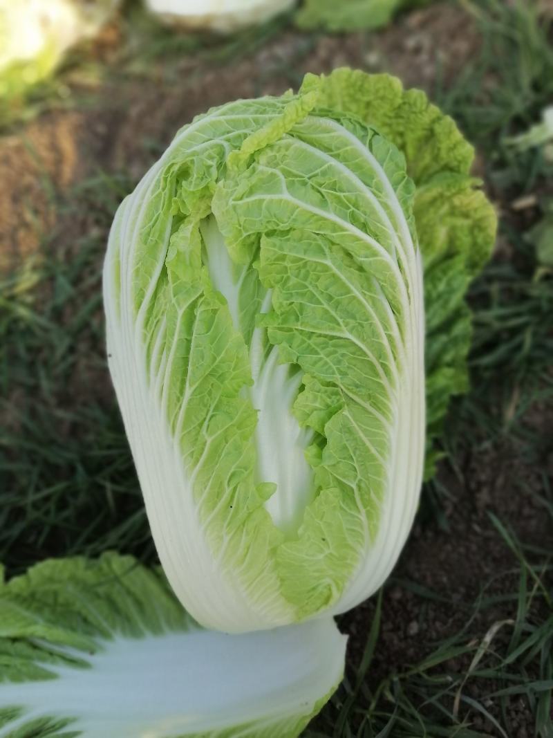 精品黄心大白菜圆颗黄心大白菜，精品黄心大白菜欢迎订购