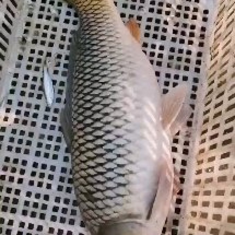湖南鲤鱼红尾巴鲤鱼全鳞洞庭湖生态鲤鱼