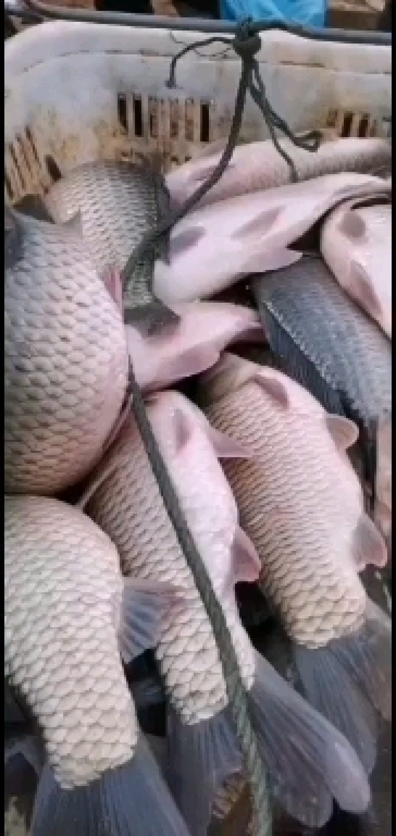 湖南鲤鱼红尾巴鲤鱼全鳞洞庭湖生态鲤鱼