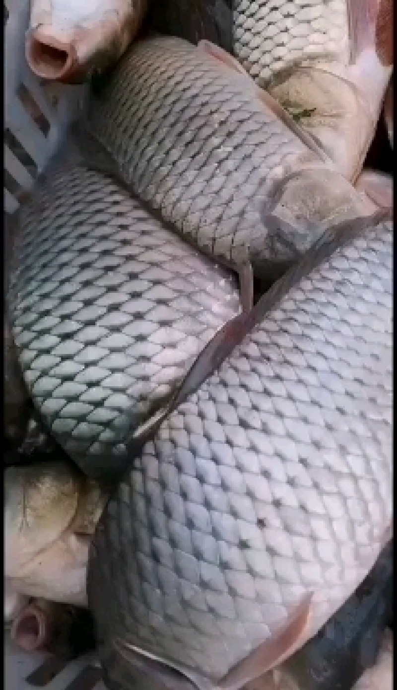 湖南鲤鱼红尾巴鲤鱼全鳞洞庭湖生态鲤鱼