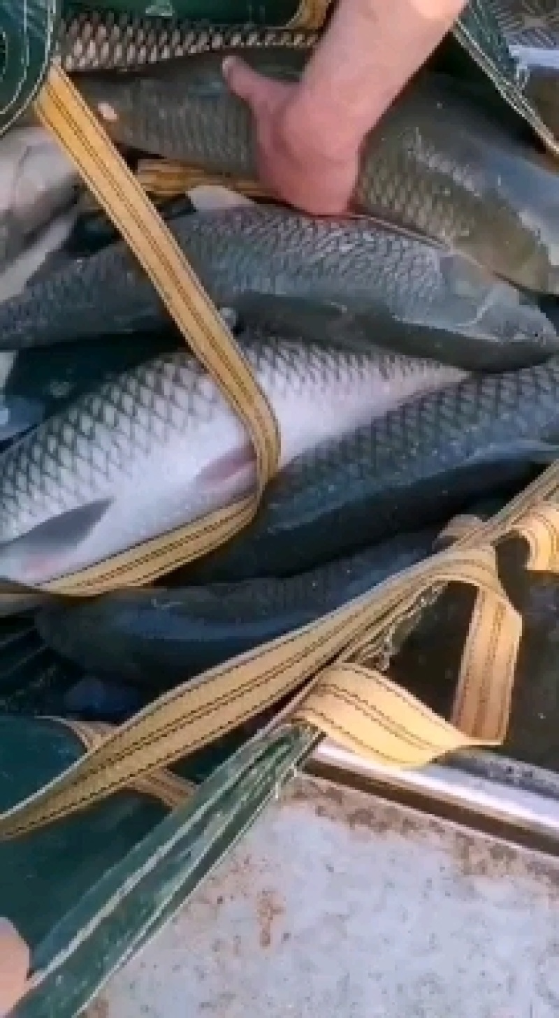 湖南鲤鱼红尾巴鲤鱼全鳞洞庭湖生态鲤鱼