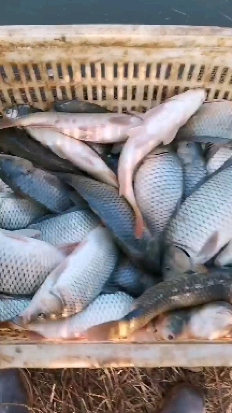 湖南鲤鱼红尾巴鲤鱼全鳞洞庭湖生态鲤鱼