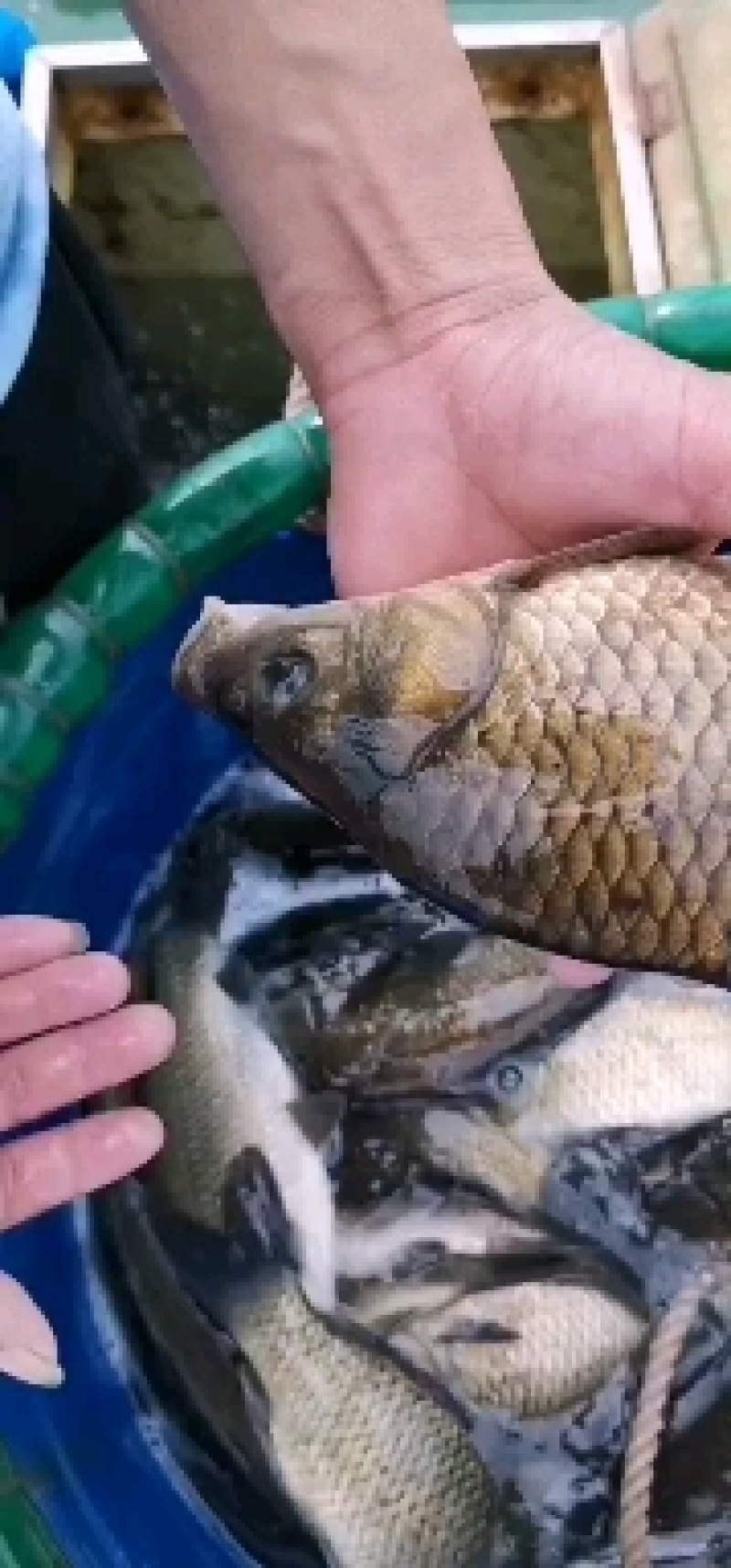 湖南鲤鱼红尾巴鲤鱼全鳞洞庭湖生态鲤鱼