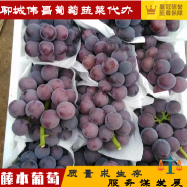 【精品】藤稔，巨峰葡萄产地直供品质保证专业代办服务
