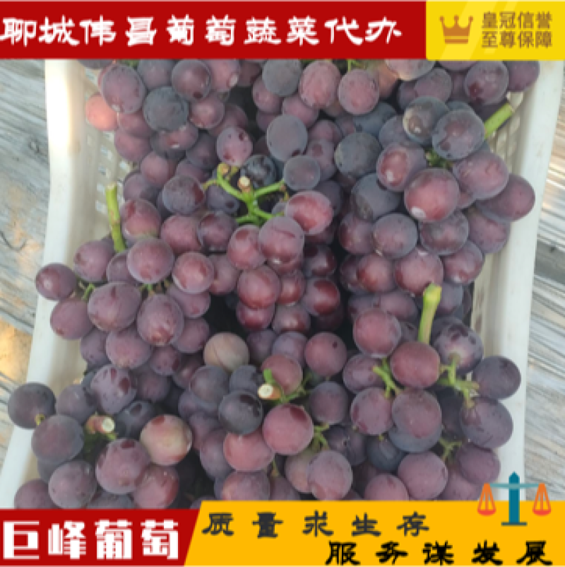 【精品】巨峰葡萄货源充足欢迎各位老板联系走货