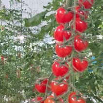 串红西红柿水果小西红柿