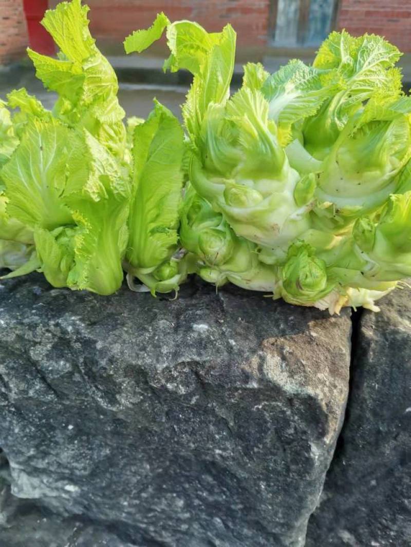 精品儿菜，抱儿菜，小心儿菜，基地大量直接供应欢迎来电订貨