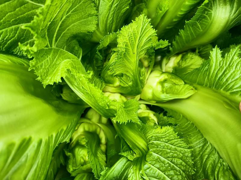 精品儿菜，抱儿菜，小心儿菜，基地大量直接供应欢迎来电订貨