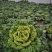 黄心菜大棚种植