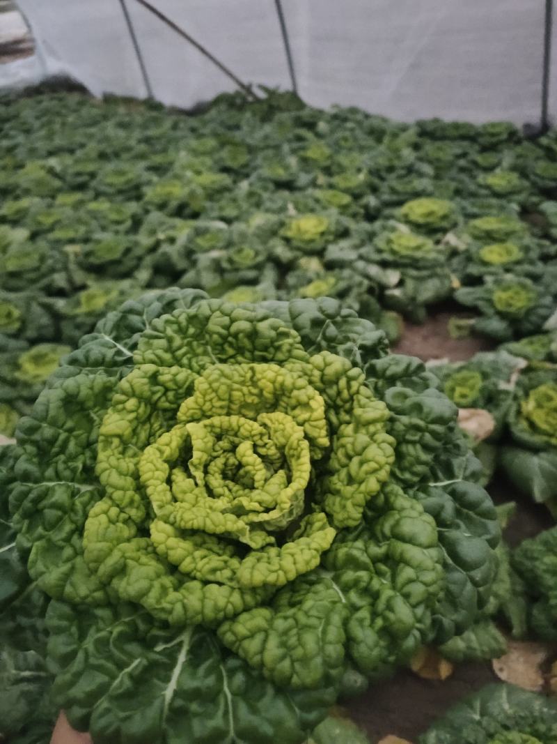 黄心菜大棚种植