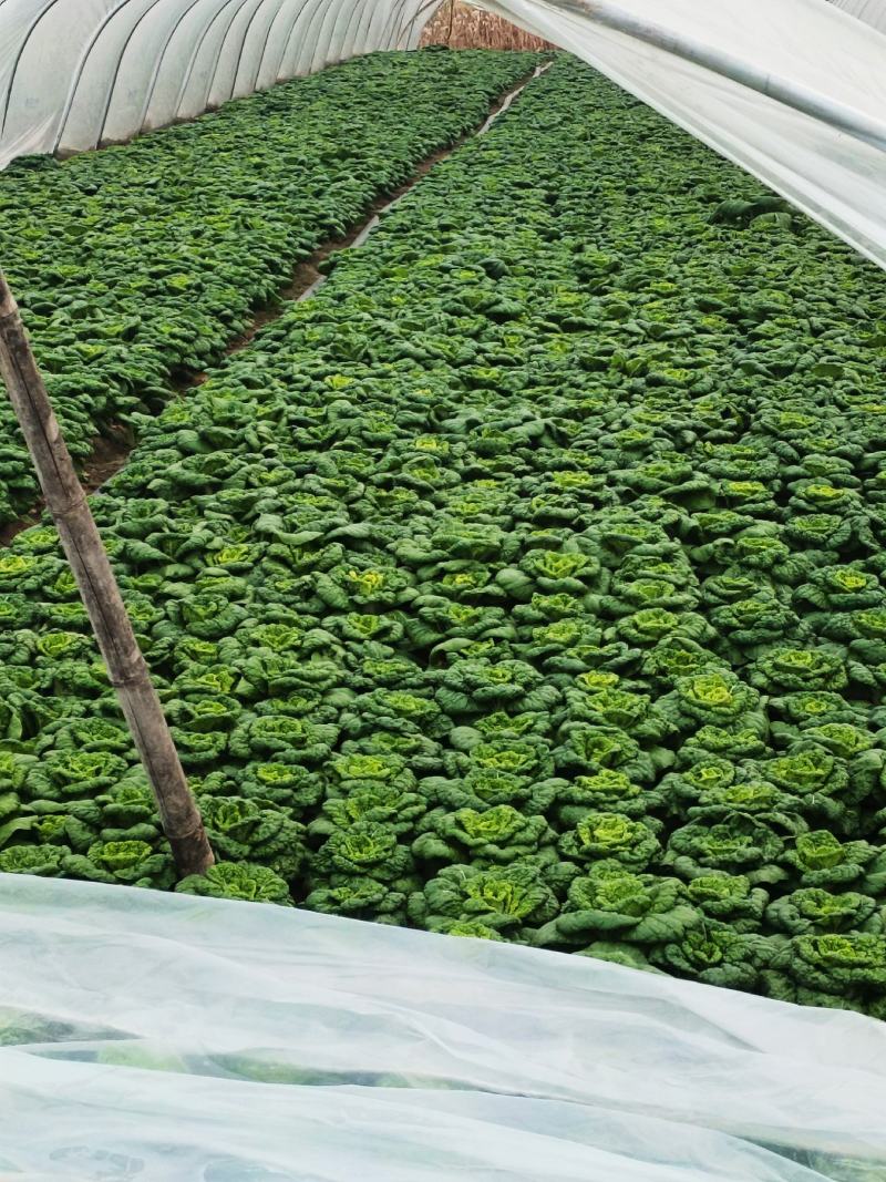 黄心菜大棚种植