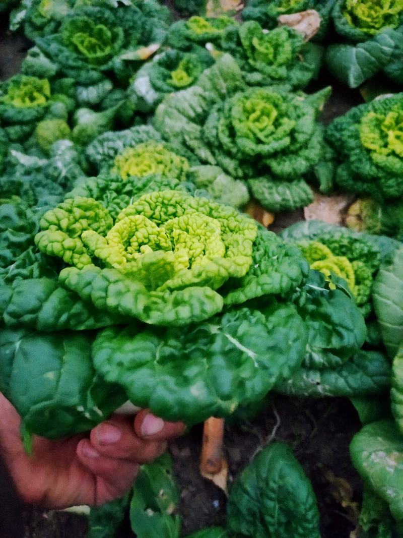 黄心菜大棚种植