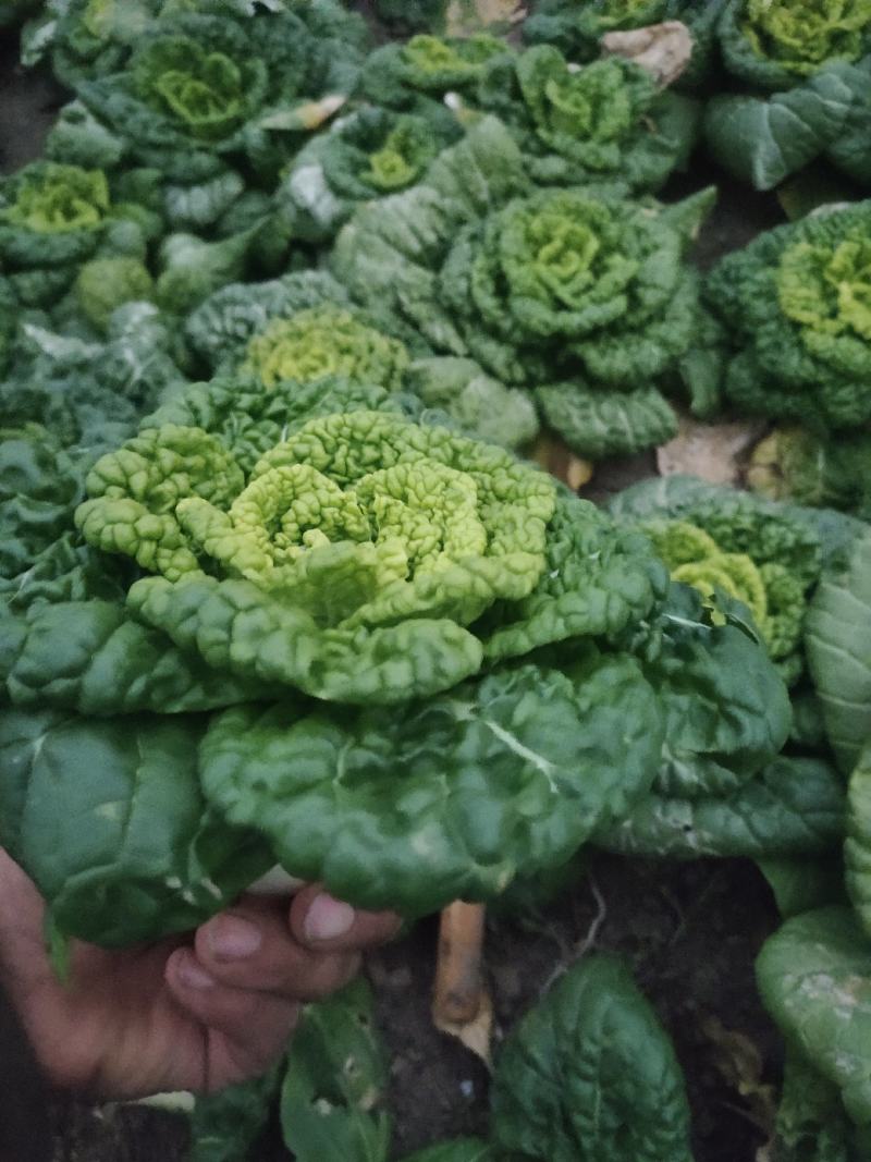 黄心菜大棚种植