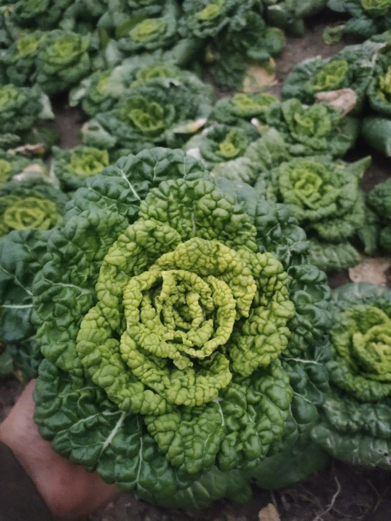黄心菜大棚种植