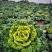 黄心菜大棚种植