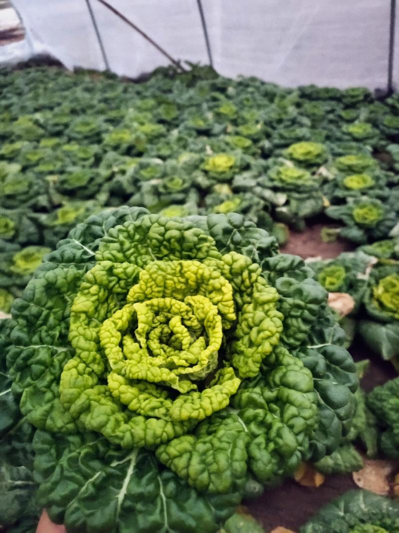 黄心菜大棚种植