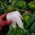 黄心菜大棚种植