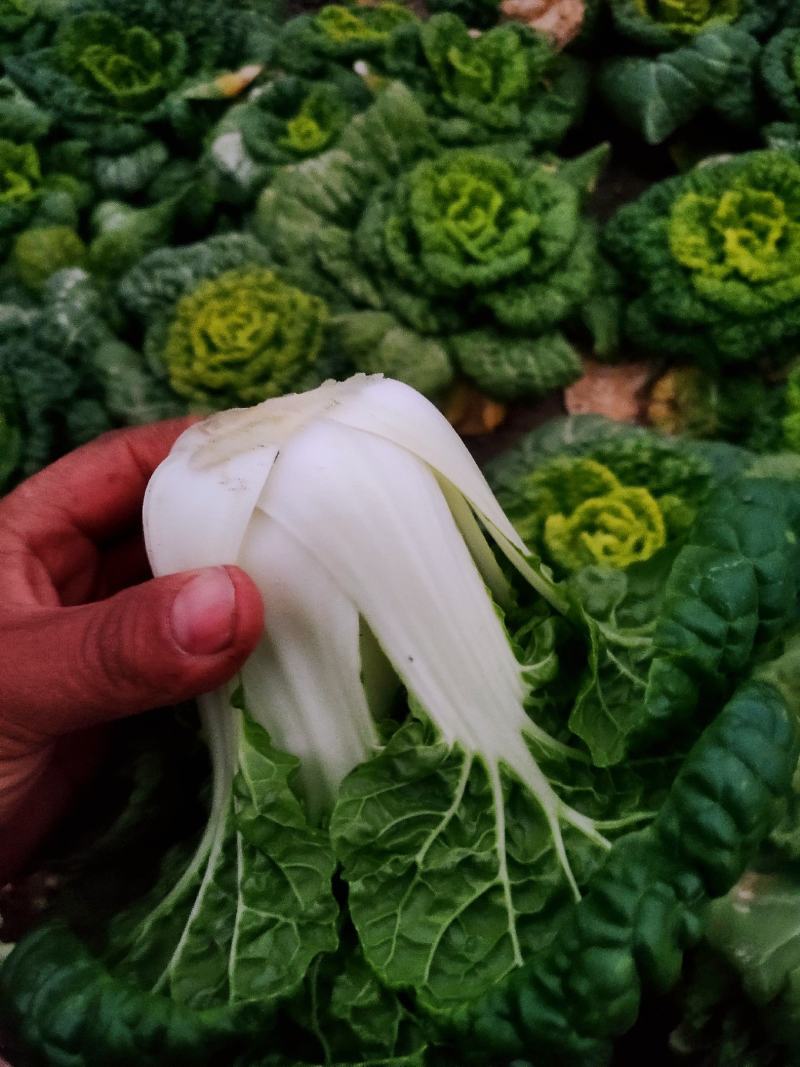 黄心菜大棚种植