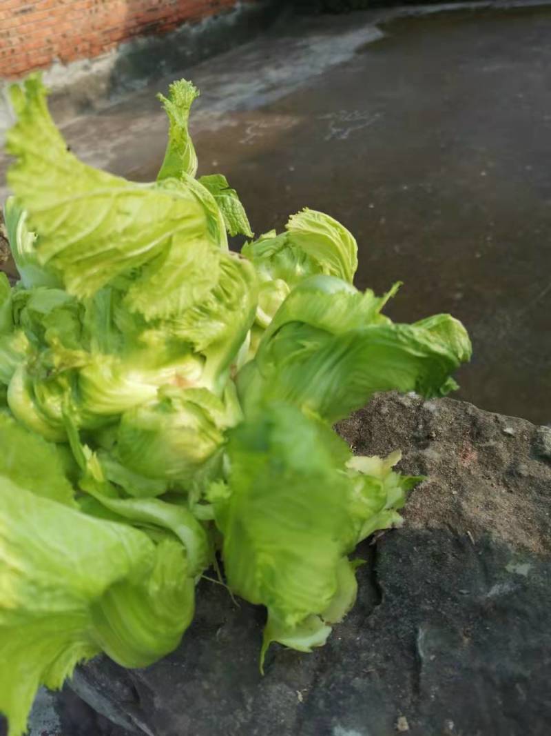 精品儿菜，抱儿菜，小心儿菜，基地大量直接供应欢迎来电订貨