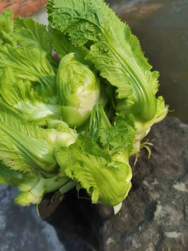 精品儿菜，抱儿菜，小心儿菜，基地大量直接供应欢迎来电订貨