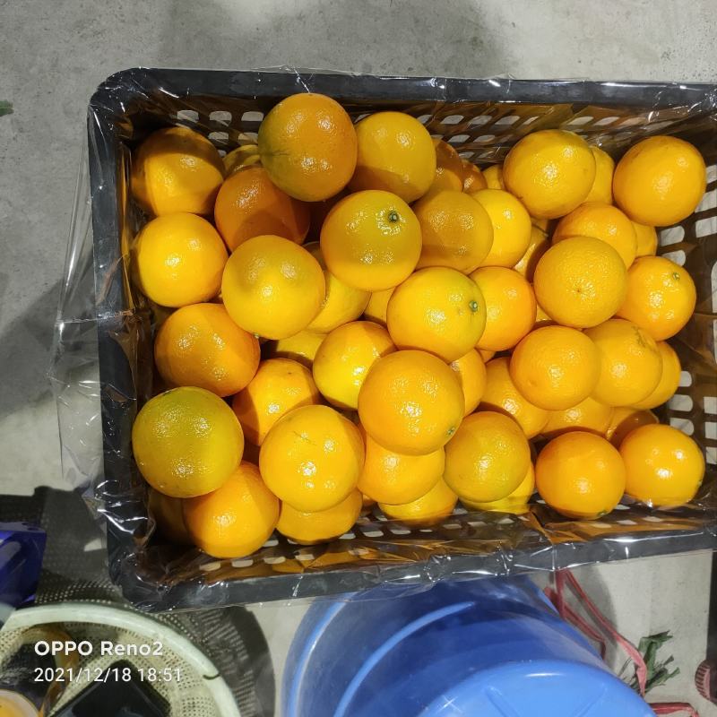 广西南宁隆安县红橙冰糖橙大量上市清甜可口欢迎各地老板前来