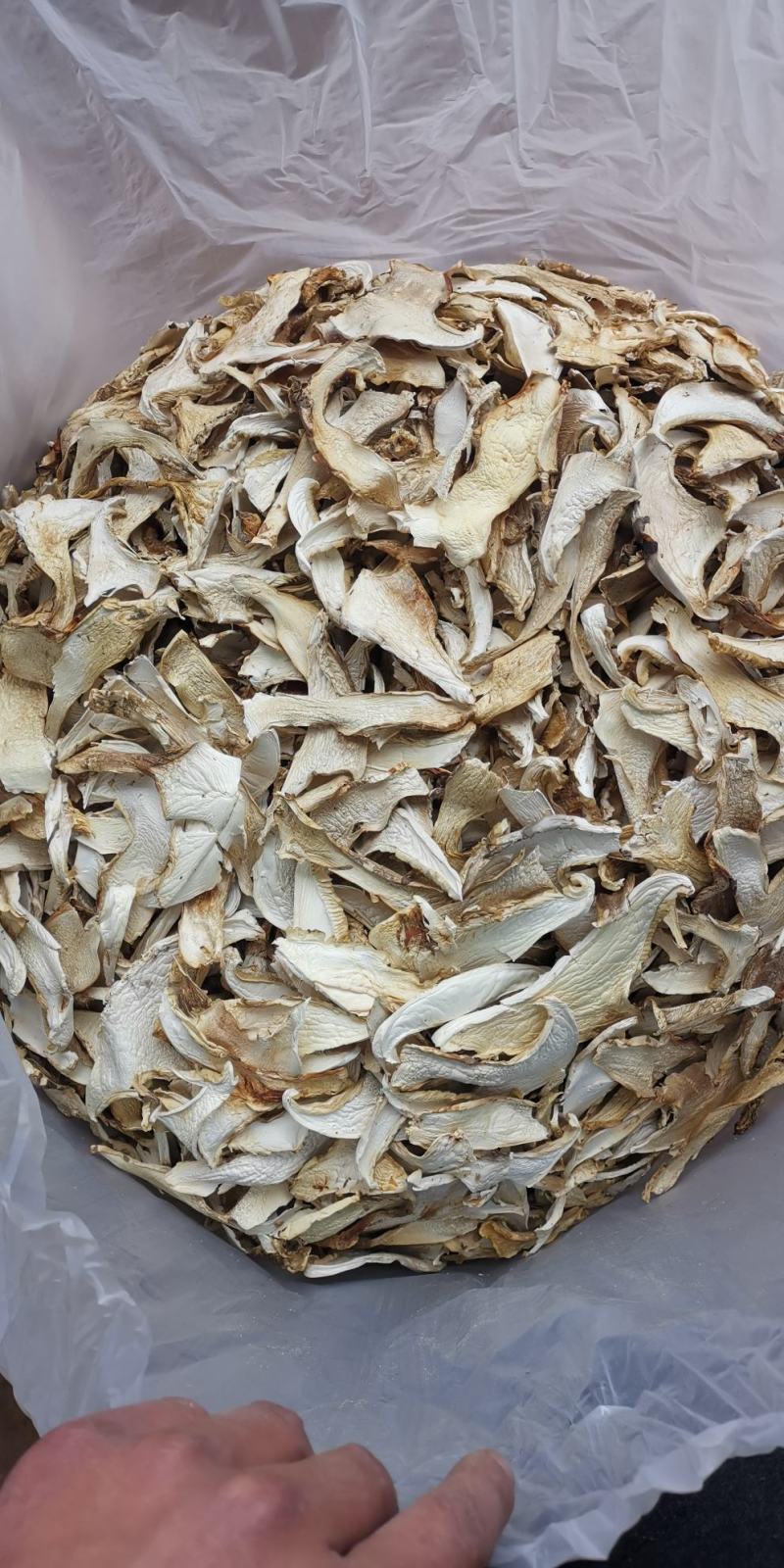 云南特产老人头菌老家产地货源大量生产供应