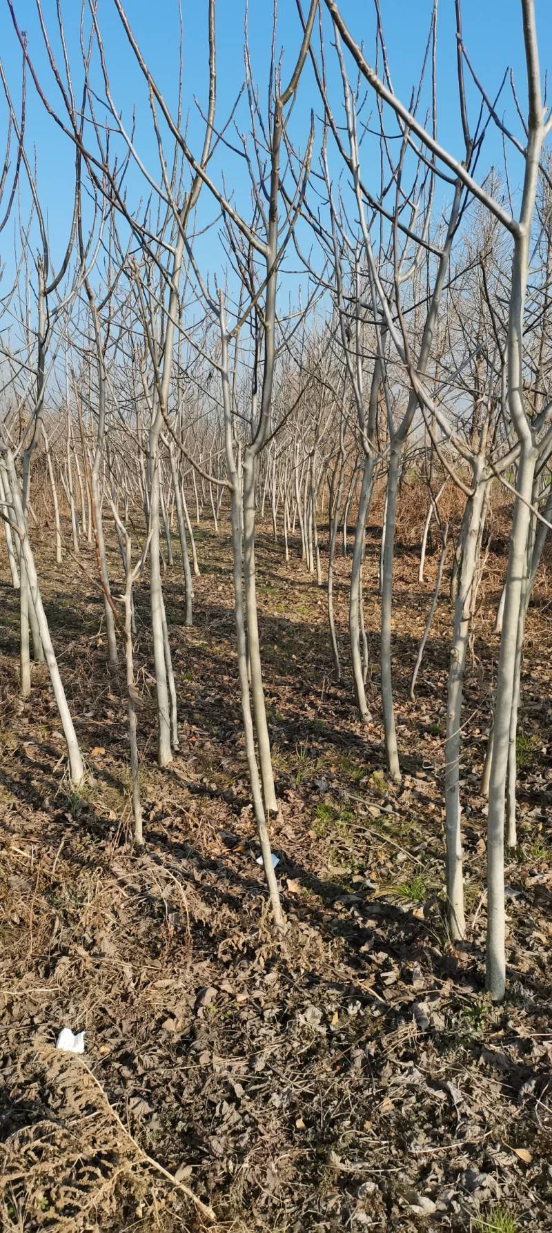 江苏徐州柿树，地径1～7公分大量出售，货源充足，质优价廉