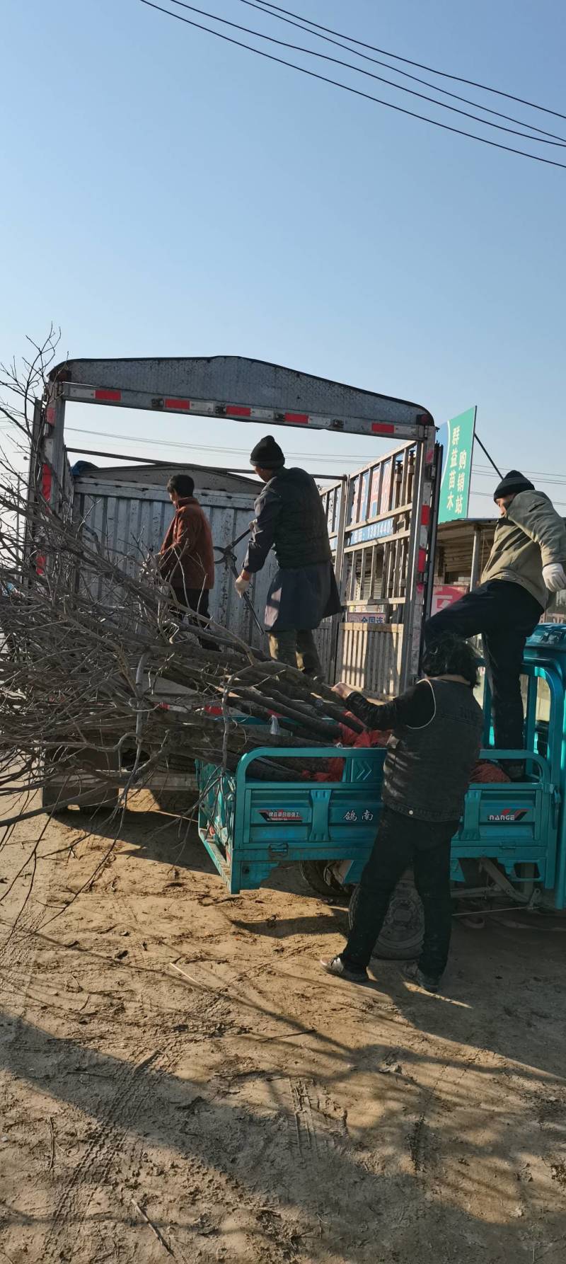 江苏徐州柿树，地径1～7公分大量出售，货源充足，质优价廉
