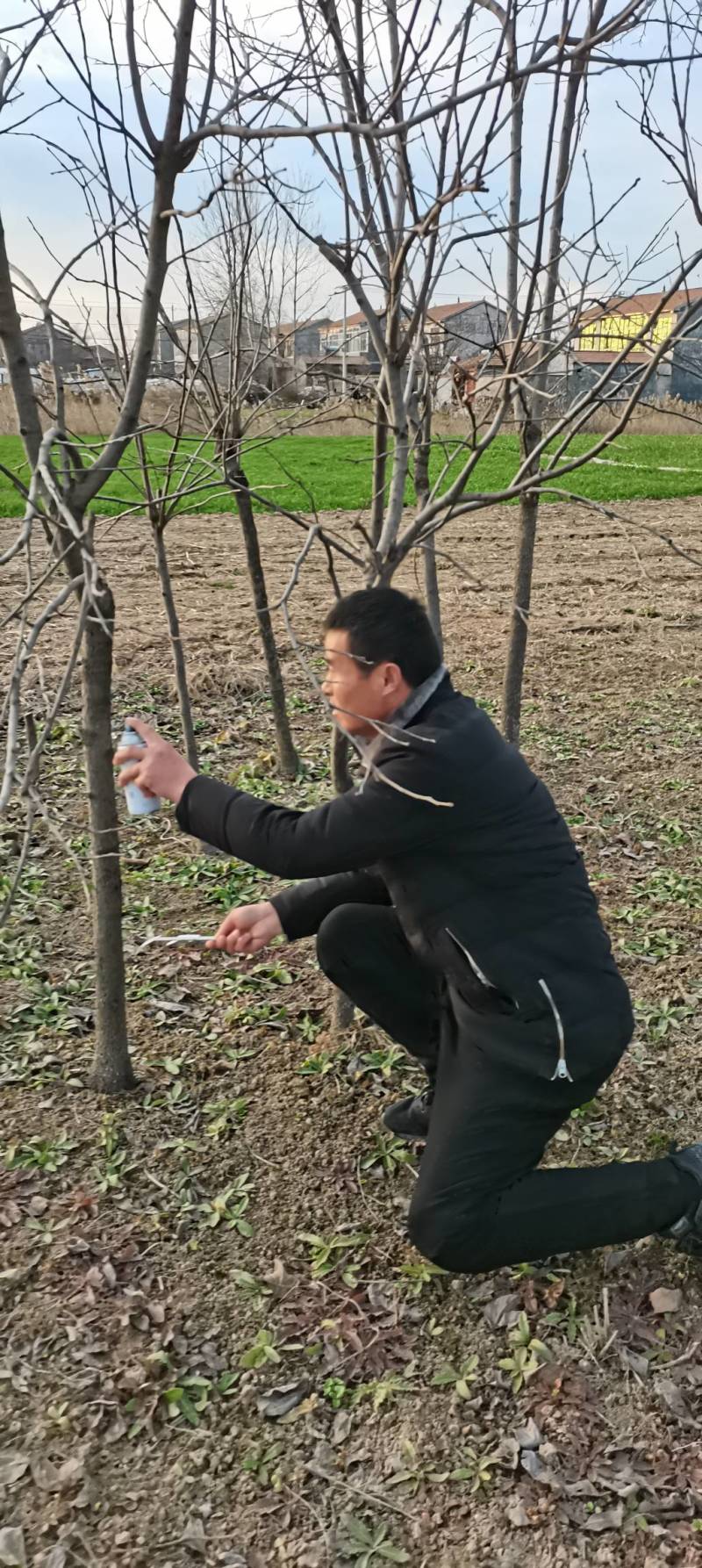江苏徐州柿树，地径1～7公分大量出售，货源充足，质优价廉