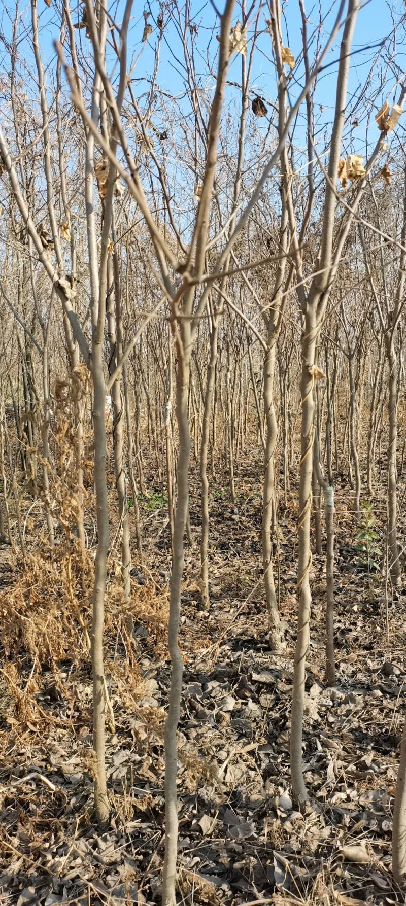 江苏徐州柿树，地径1～7公分大量出售，货源充足，质优价廉
