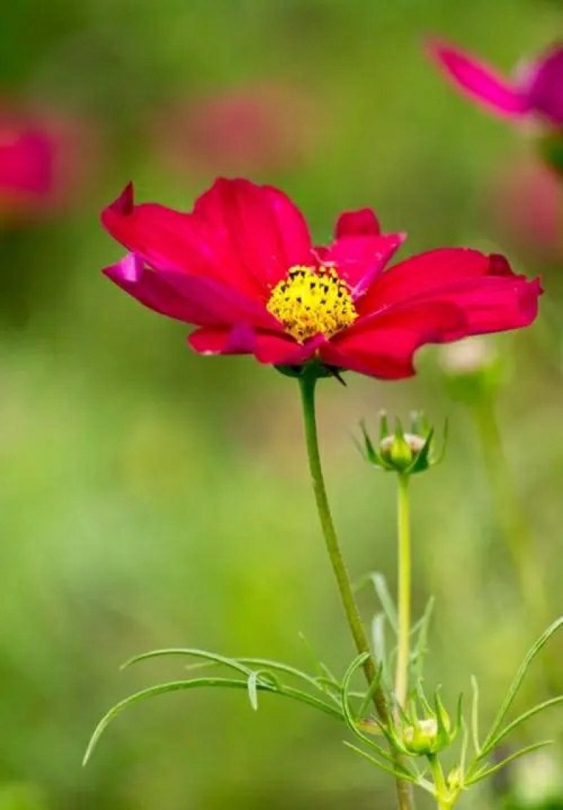 硫华菊种子黄波斯菊花籽庭院景观绿化花海花卉种子