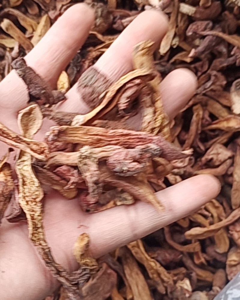 红蘑条自然干精品条都是小丁条没有大黑头