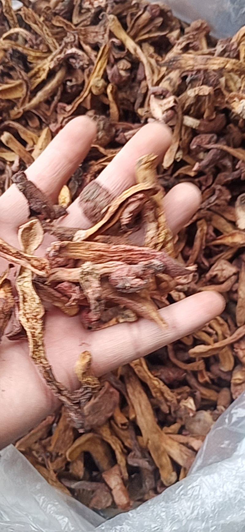 红蘑条自然干精品条都是小丁条没有大黑头