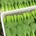 精品油菜上海青一手货源视频看货品质保证以质论价