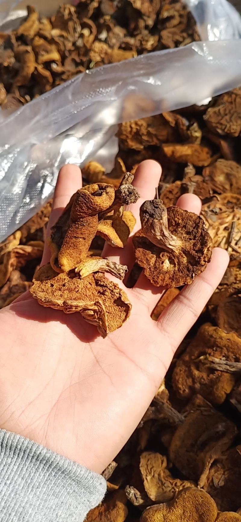 松蘑条黄蘑条大量有货个头均匀欢迎采购
