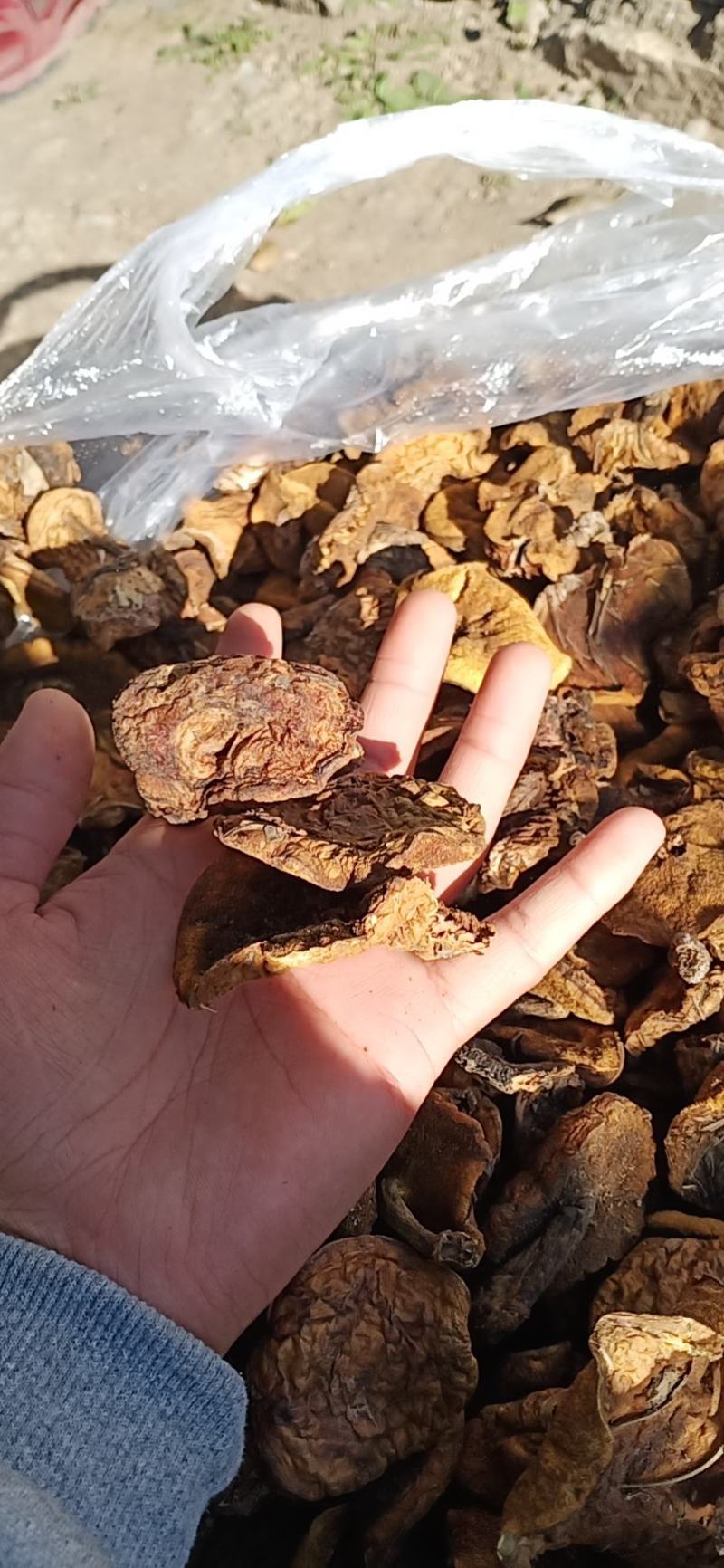 松蘑条黄蘑条大量有货个头均匀欢迎采购