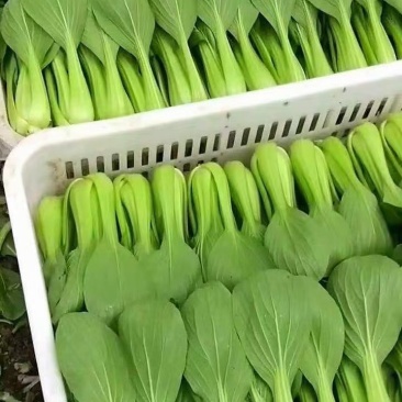 精品油菜上海青一手货源视频看货品质保证以质论价