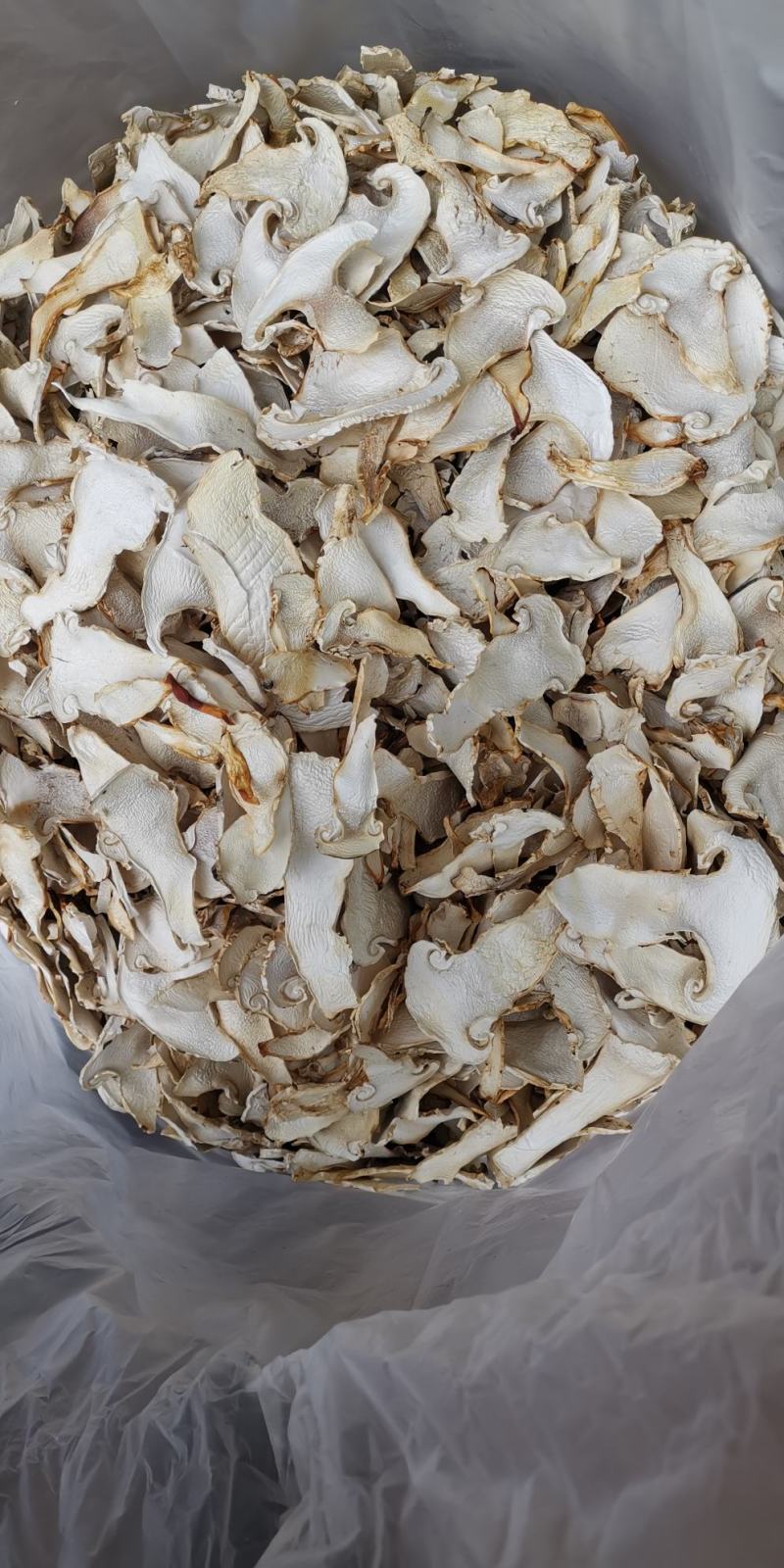 云南特产老人头菌老家产地货源大量生产供应
