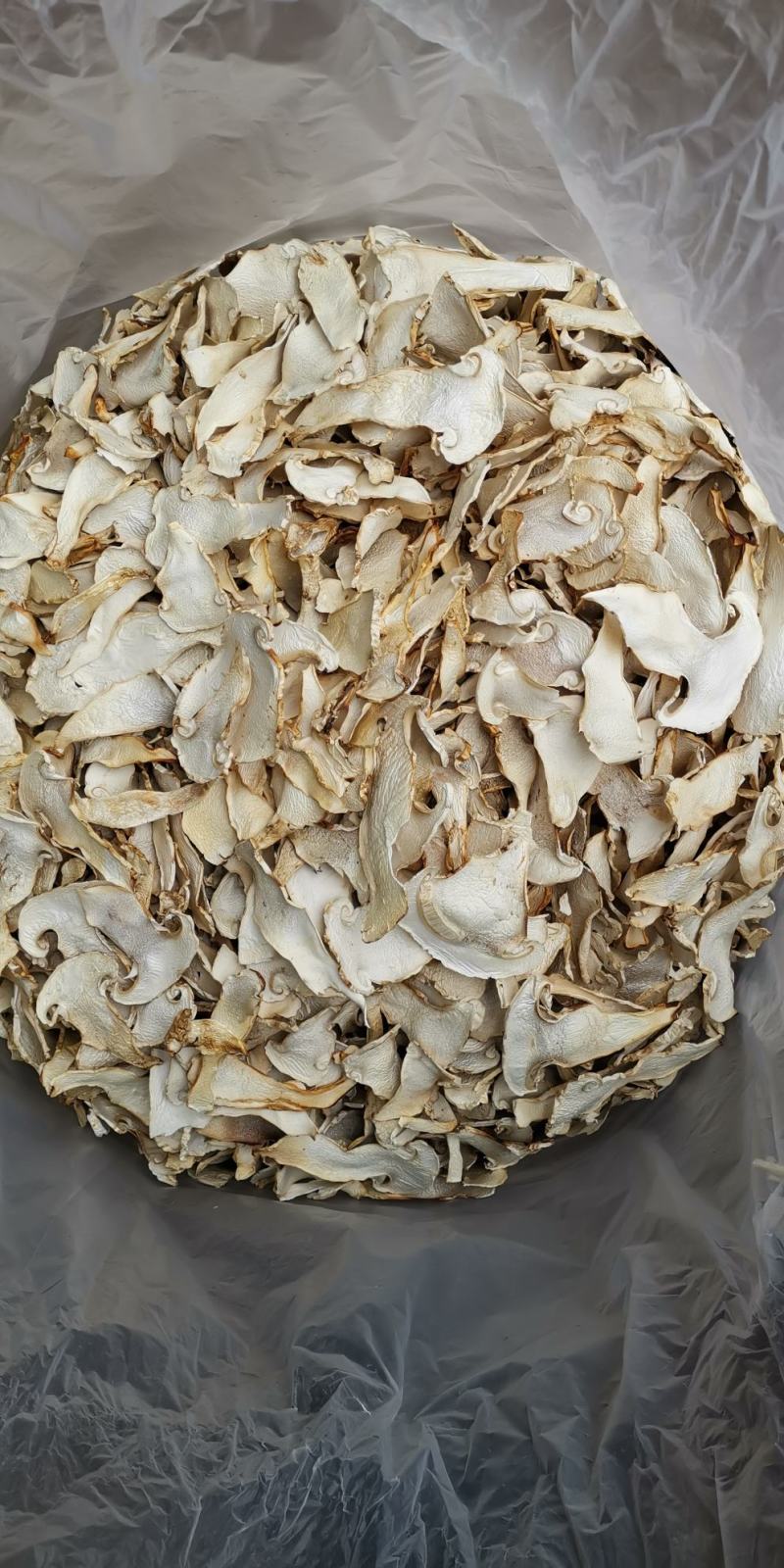 云南特产老人头菌老家产地货源大量生产供应