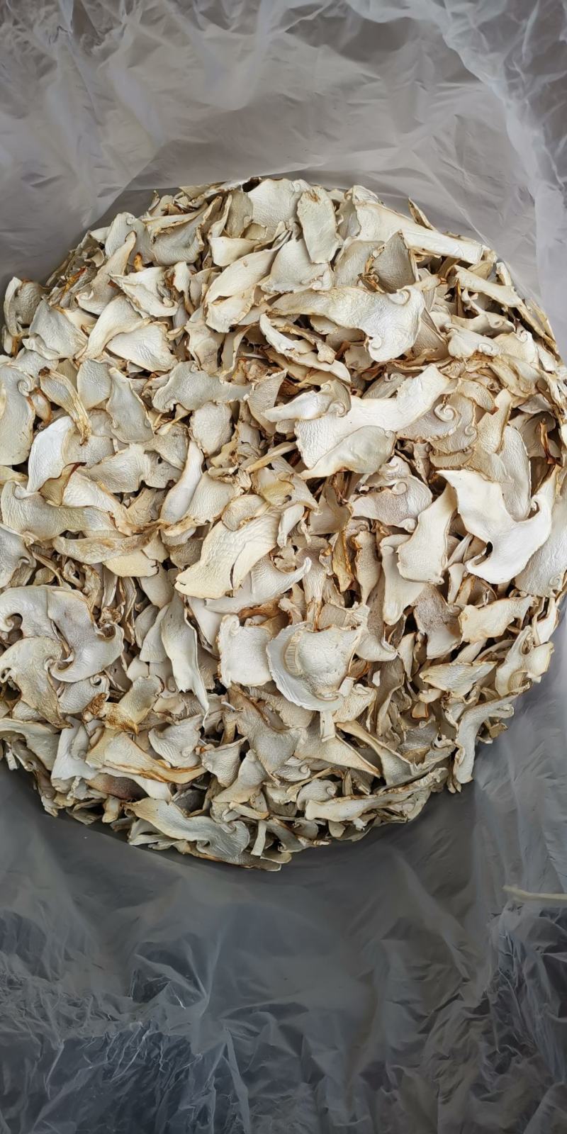 云南特产老人头菌老家产地货源大量生产供应